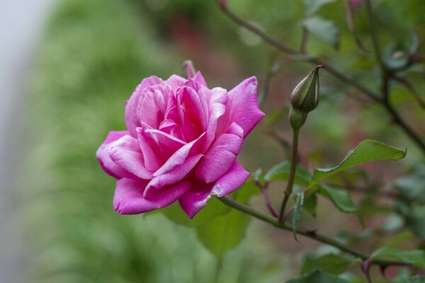 Eine Rose ähnelt einer Rose