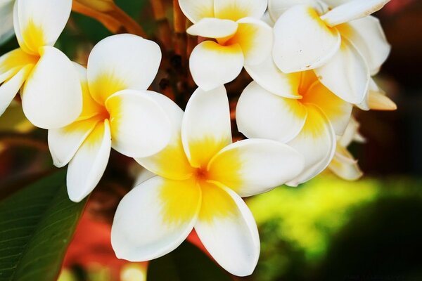 Flor de Plumeria con hojas blancas y amarillas