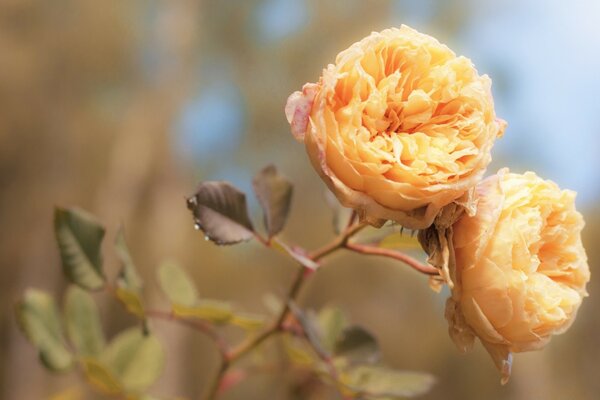 Delicados brotes de rosa beige