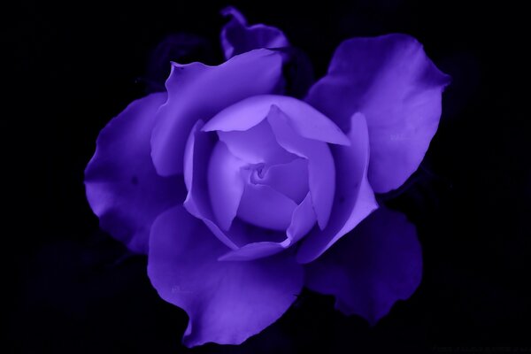 Bright purple flower on a black background