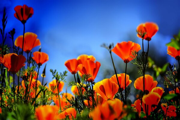 Beautiful and colorful poppy flowers