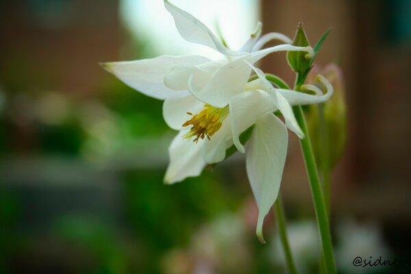 Una flor blanca cerca de la casa