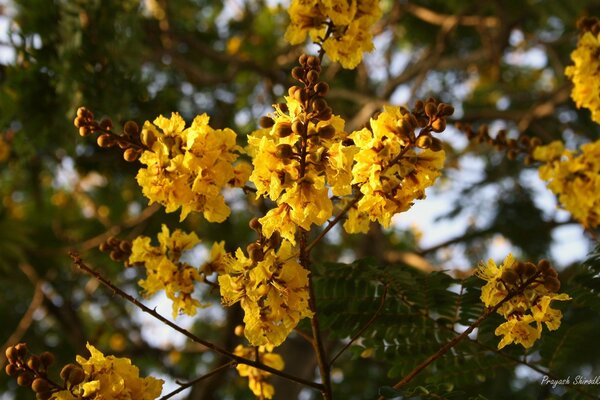 Żółte kwiaty. Gulmohar ,