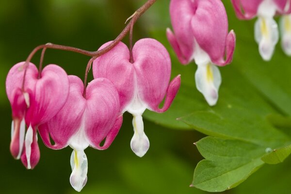 Beautiful pink flowers on a branch