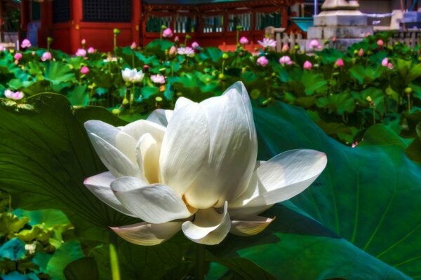 A larger white lotus flower