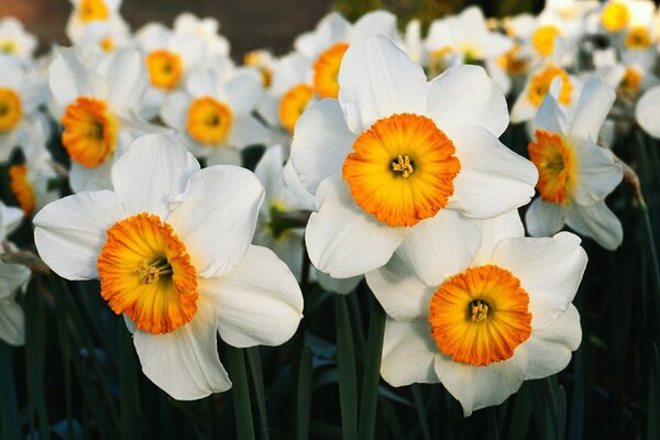 Flores brancas com laranja no meio