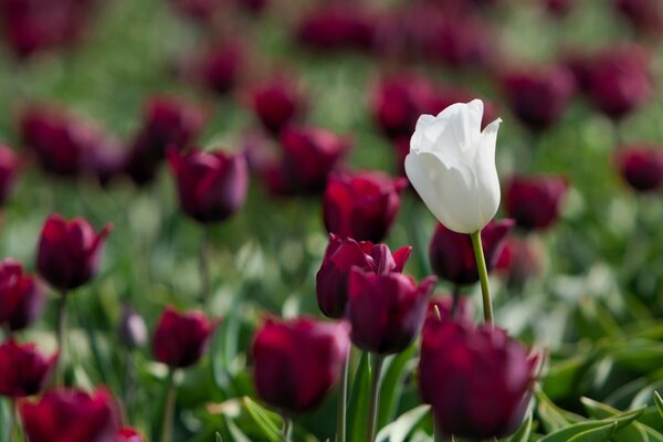 Schöne Tulpen im grünen Feld