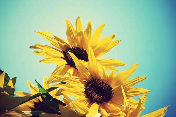 Photo of yellow flowers against the sky