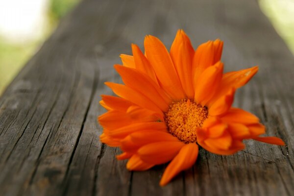 Photo of a flower on a sunny summer day