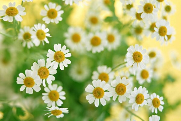 Small daisies blurred background