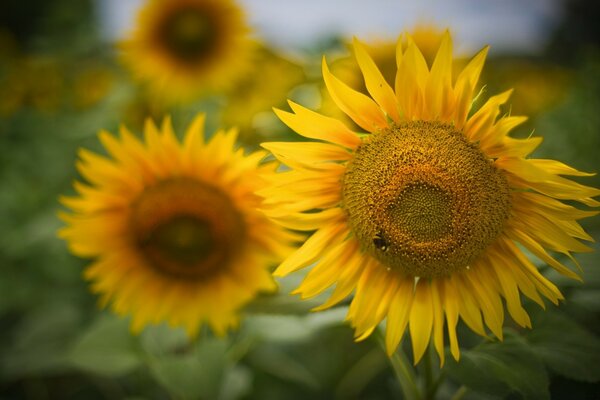 Girasol amarillo grande en el campo