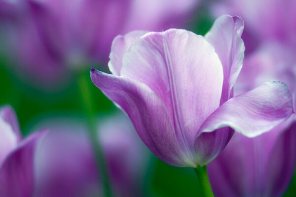 Jardin avec des fleurs violettes