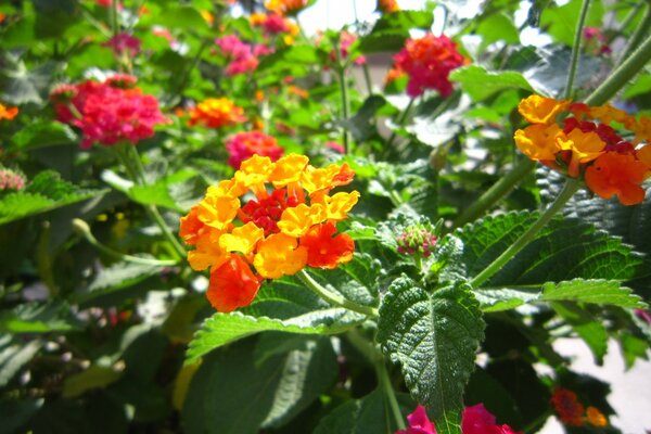 Bellissimi fiori, flora del giardino