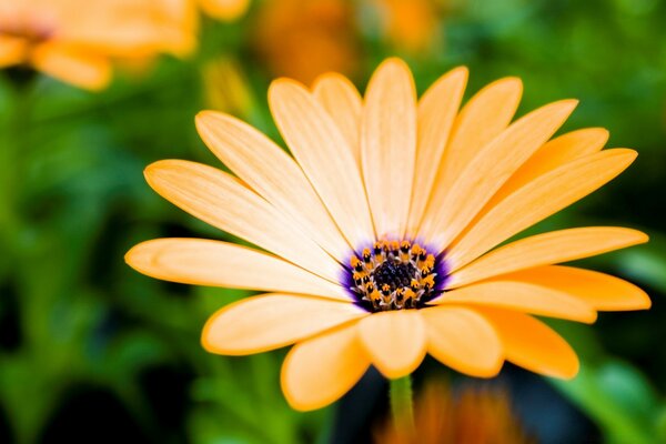 Foto im Makromodus einer Blume auf einem Grashintergrund