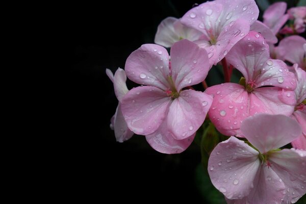 Fleurs violettes avec des gouttes de rosée