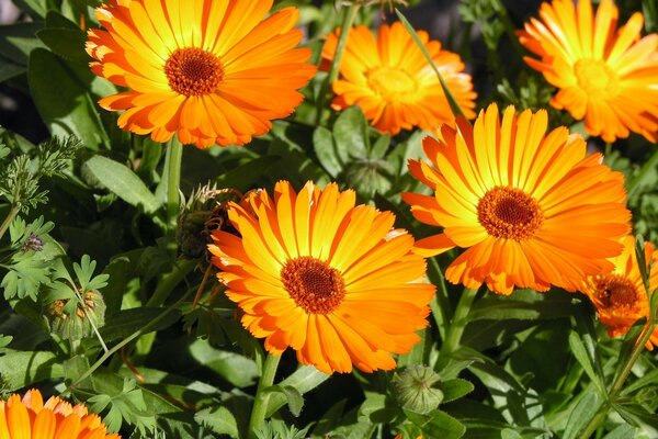 Gerberas laranja em um campo verde