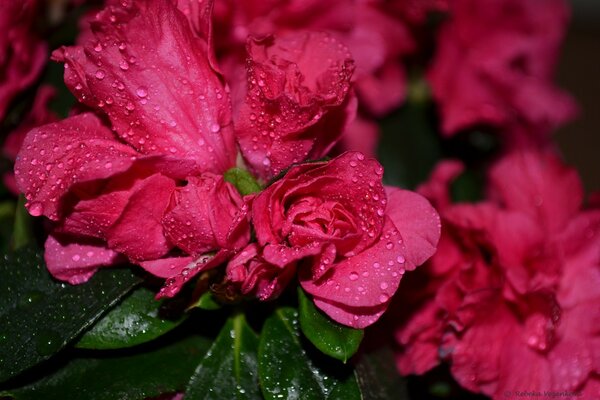 Foto di fiori con rugiada mattutina