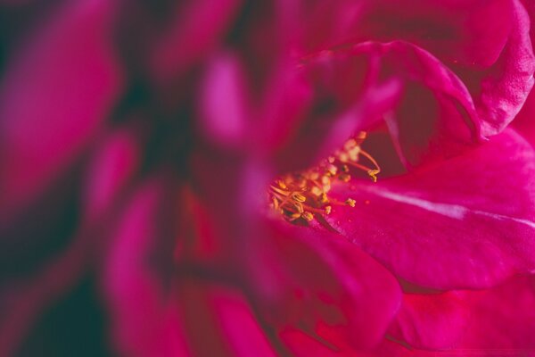 Primo piano del fiore rosso