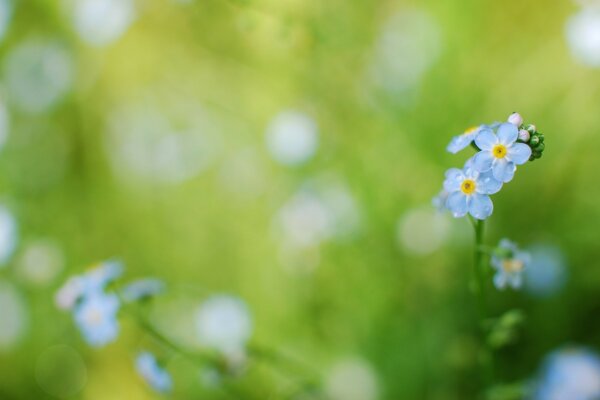 Kleine blaue Blumen in der Natur