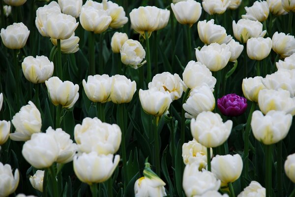 One purple tulip in a full field of white