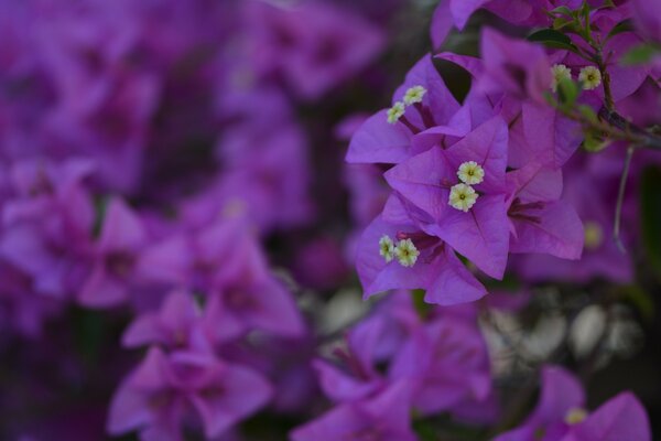 Flores roxas no jardim