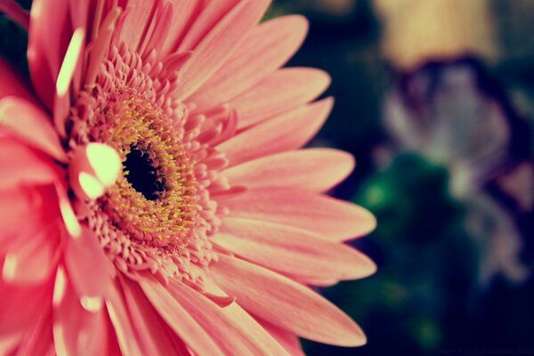 Schöne Gerbera in der Natur