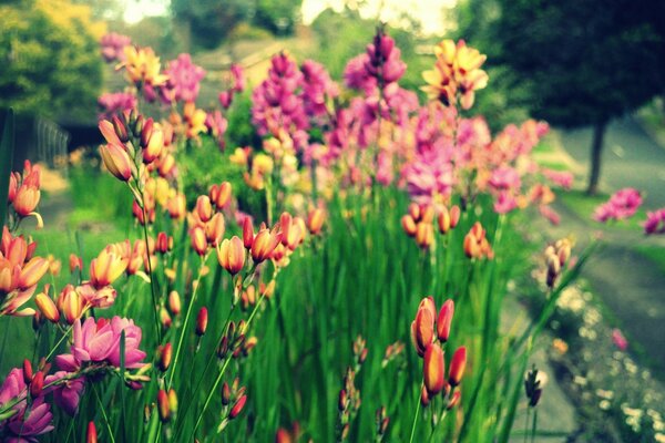 Fleurs sauvages, flore gracieuse