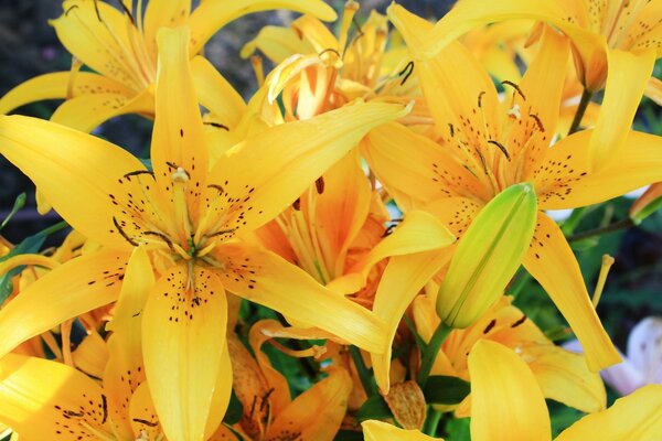 Flowers of yellow lilies large