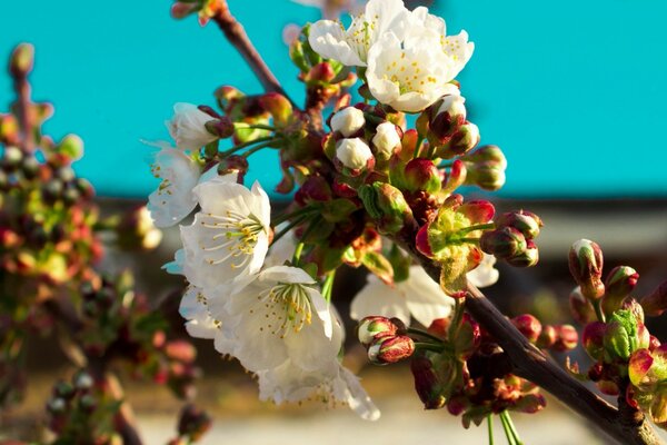 A spring tree with blooming flowers