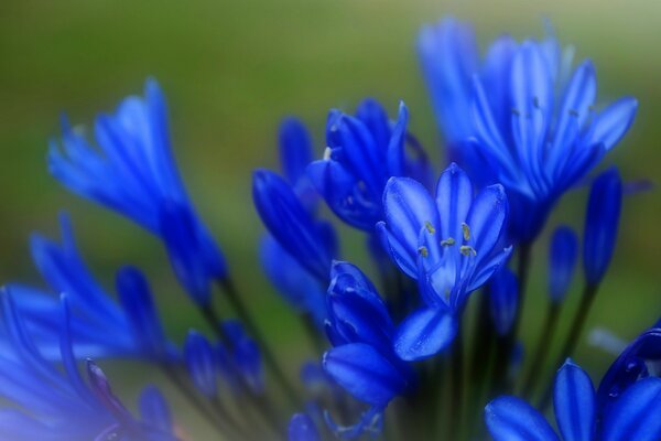 Flores azules primer plano