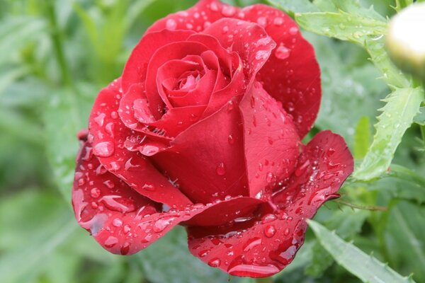 Rosa roja bajo gotas de rocío