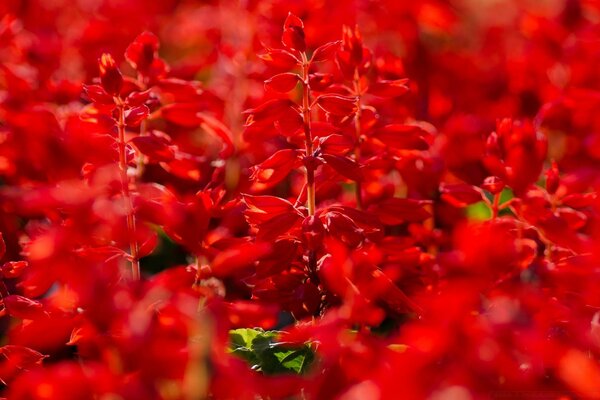 Gartenblumen in Rot