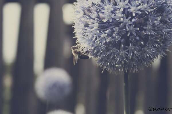 A bee on a lilac flower in delicate tones