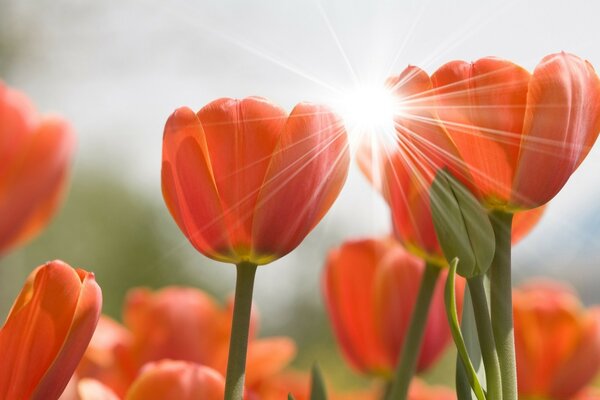 Orange tulips under the rays of the sun