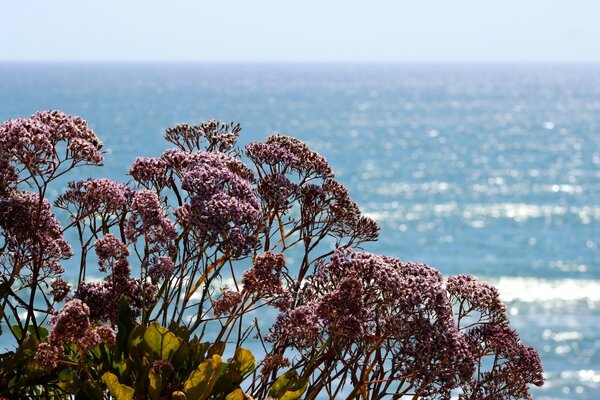 Arbres sur le rivage, nature