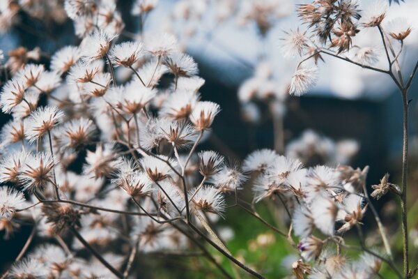 Schöne weiße flauschige Blumen