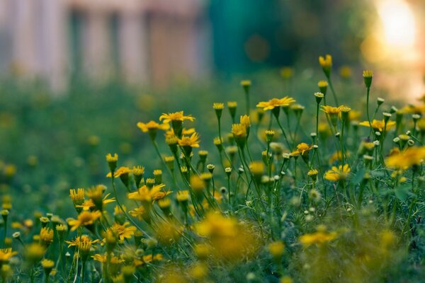 Clairière de petites fleurs jaunes