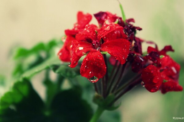 Flor roja de cerca