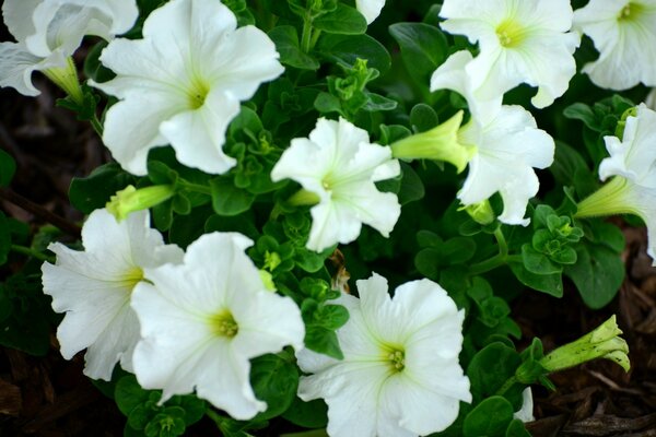 Natürliche Wildblumen sehen cool aus