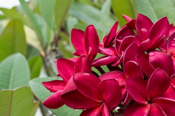 Branche de fleurs rouges