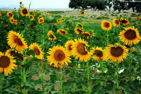 A field with sunflowers with a piece of blue sky