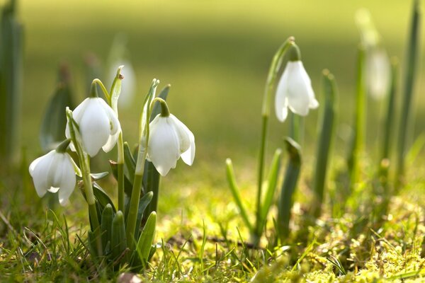 Snowdrops brancos na grama jovem