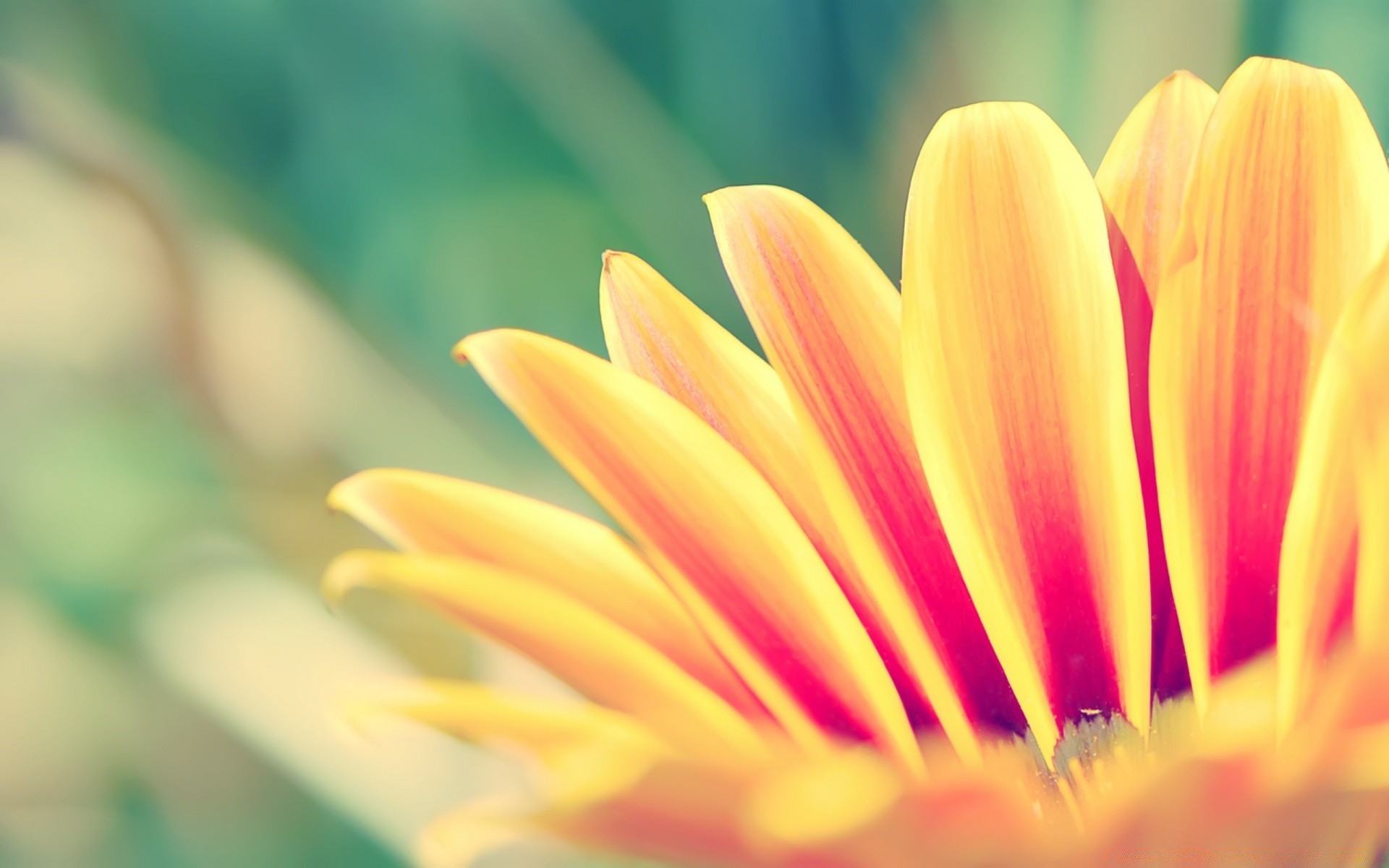 flowers nature summer flower bright blur flora leaf garden