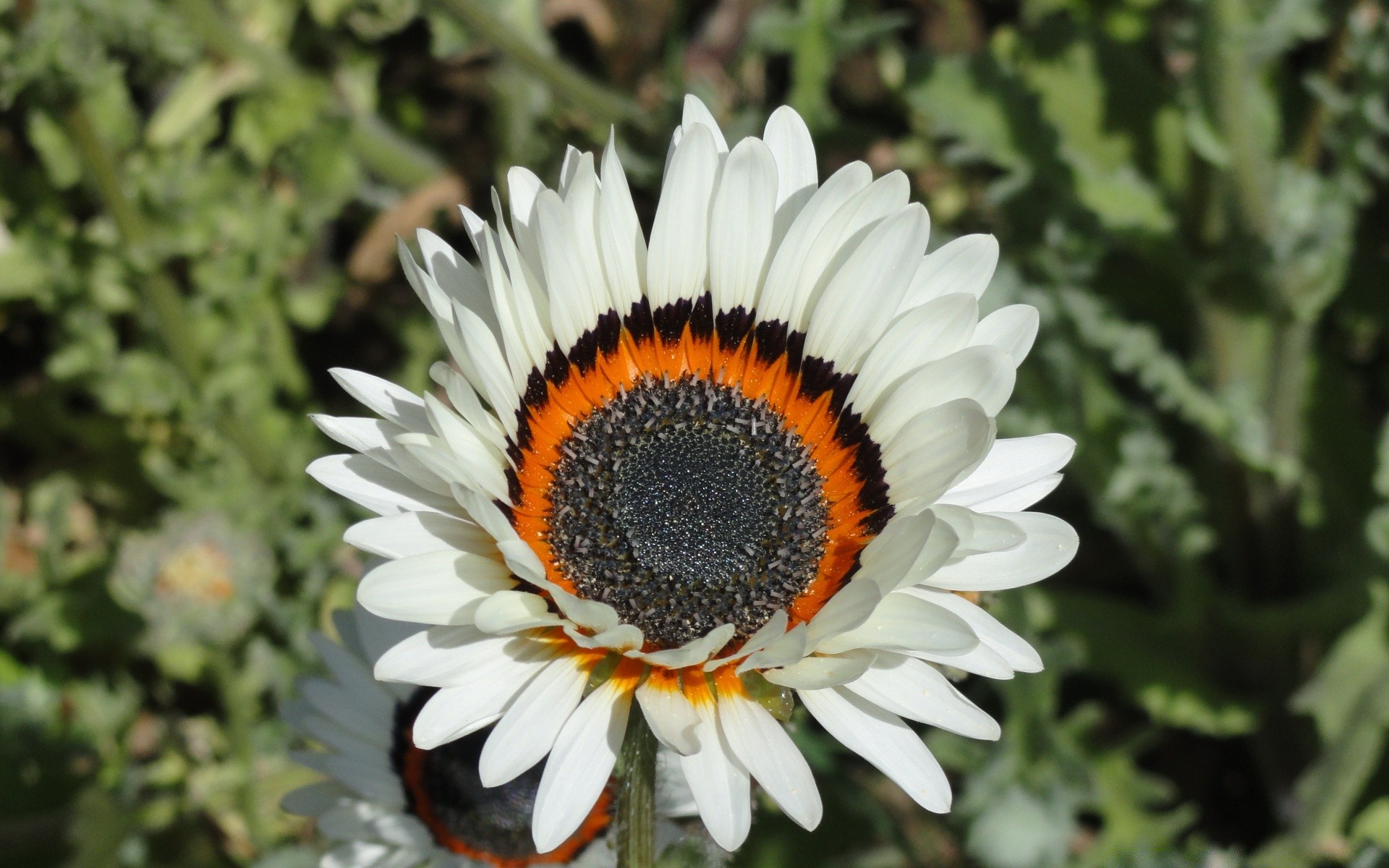 blumen natur blume flora sommer garten blumen blühen blatt blütenblatt hell farbe wachstum schließen im freien schön botanisch saison