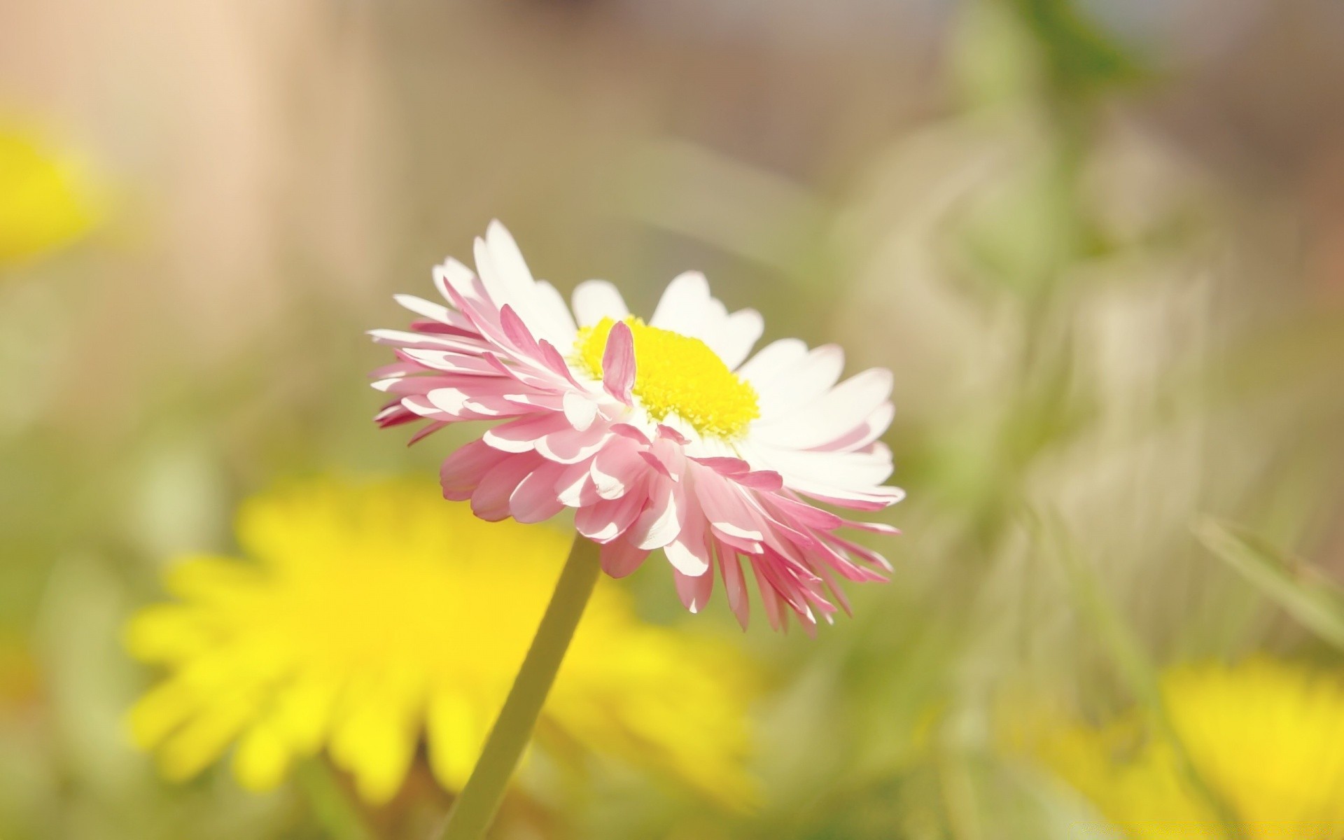 flowers nature flower flora summer garden close-up field hayfield color floral petal blooming grass bright beautiful outdoors leaf growth season