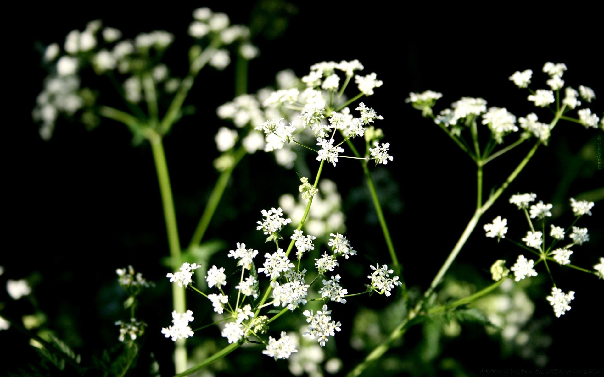 flores flor flora natureza folha jardim temporada verão floral pétala grama selvagem blooming grama campo feno crescimento ao ar livre frescor