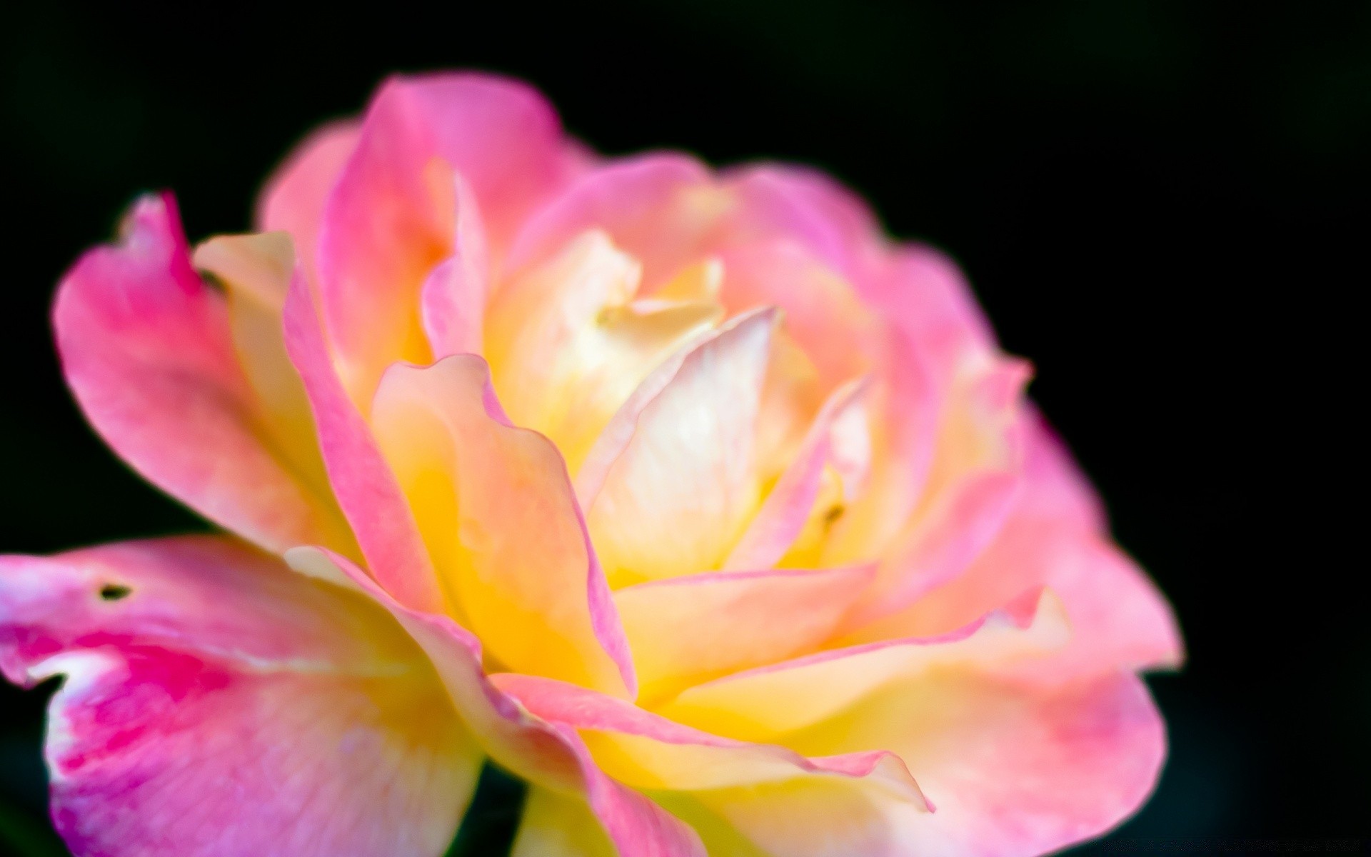 fiori fiore natura flora foglia petalo estate bella floreale rosa giardino luminoso fiore delicato colore amore romanticismo