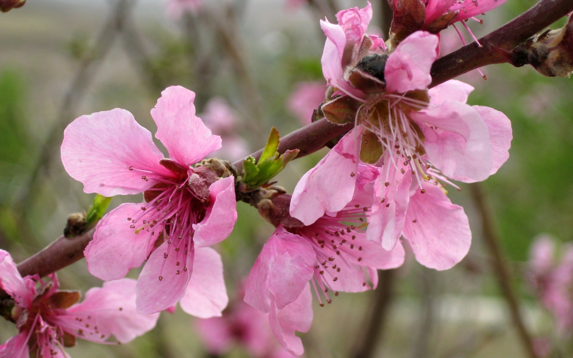 fleurs fleur branche cerise flore nature arbre jardin bluming copain saison croissance gros plan pétale floral feuille pomme couleur à l extérieur printemps