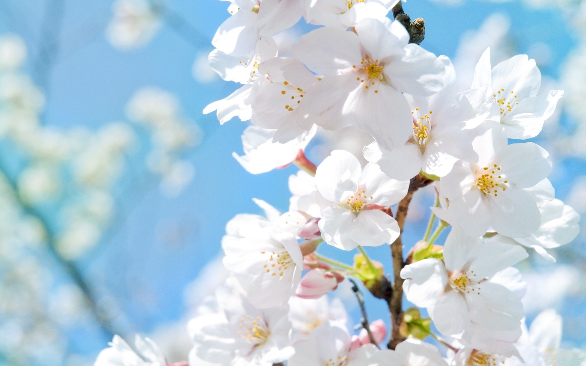 flowers cherry flower nature branch flora season tree growth leaf garden petal bright blooming fair weather bud delicate outdoors floral summer