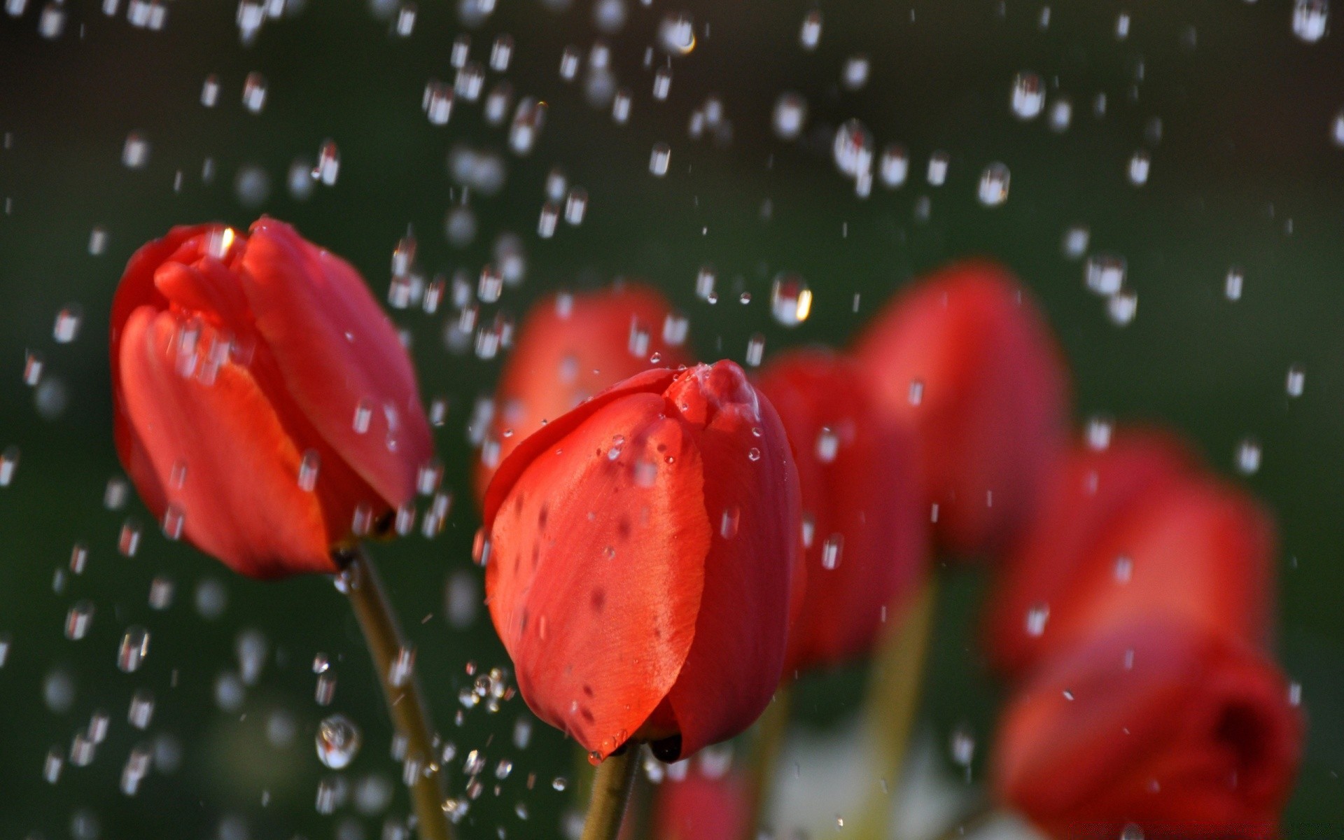 kwiaty natura kwiat deszcz ogród spadek tulipan kolor mokry flora na zewnątrz liść